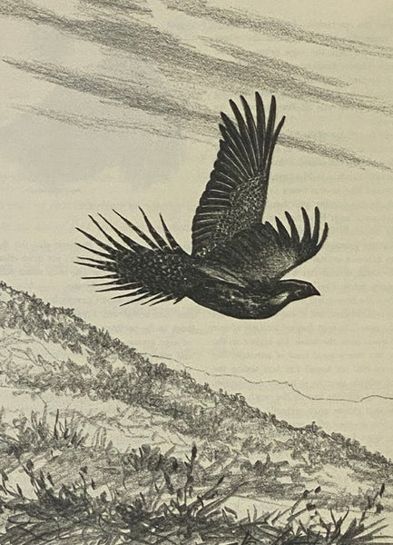 Best Birds: Upland & Shore