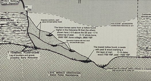 Records of Early Bison in Illinois (Illinois State Museum Scientific Papers, Vol. XXXI [Volume 31])