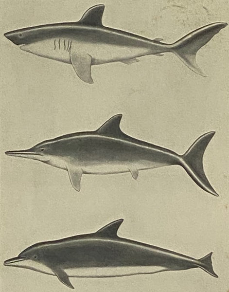 Aquatic Mammals: Their Adaptations to Life in the Water