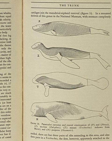 Aquatic Mammals: Their Adaptations to Life in the Water