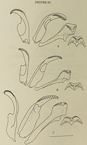 The Aquatic Snails of the Family Hydrobiidae of Peninsular Florida