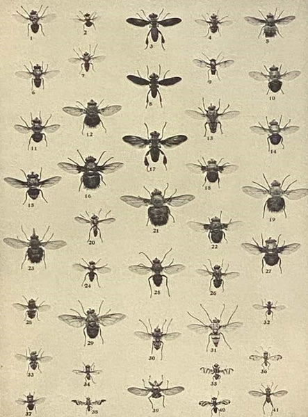 The Insect Book: A Popular Account of the Bees, Wasps, Ants, Grasshoppers, Flies and Other North American Insects Exclusive of the Butterflies, Moths and Beetles, With Full Life Histories, Tables and Bibliographies