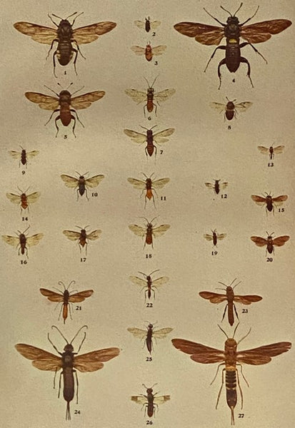 The Insect Book: A Popular Account of the Bees, Wasps, Ants, Grasshoppers, Flies and Other North American Insects Exclusive of the Butterflies, Moths and Beetles, With Full Life Histories, Tables and Bibliographies