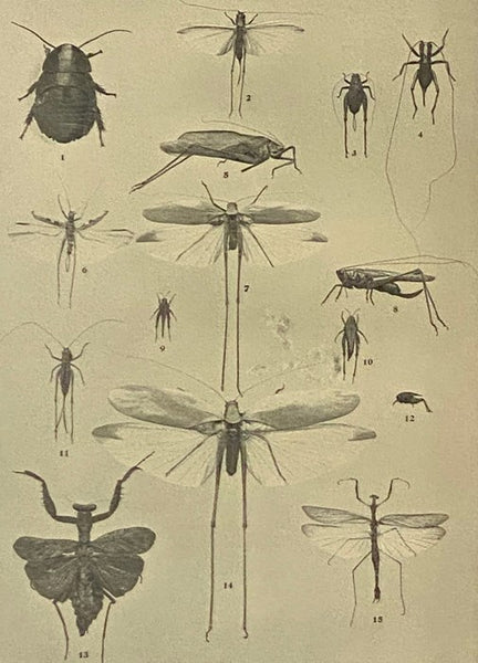 The Insect Book: A Popular Account of the Bees, Wasps, Ants, Grasshoppers, Flies and Other North American Insects Exclusive of the Butterflies, Moths and Beetles, With Full Life Histories, Tables and Bibliographies
