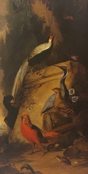 Bird Painting: The Eighteeth Century