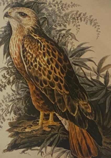 Bird Painting: The Eighteeth Century