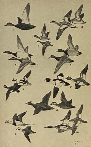 Handbook of Birds of Eastern North America, with Introductory Chapters on the Study of Birds in Nature