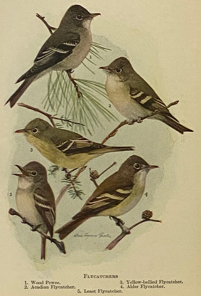 Handbook of Birds of Eastern North America, with Introductory Chapters on the Study of Birds in Nature