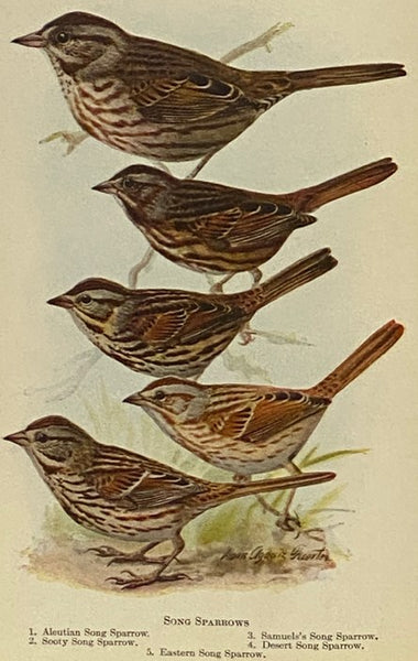 Handbook of Birds of Eastern North America, with Introductory Chapters on the Study of Birds in Nature