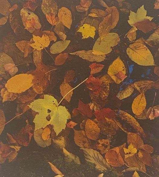 Walden [or, Life in the Woods]: The 150th Anniversary Illustrated Edition