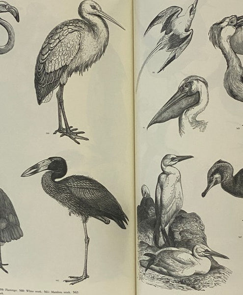 Animals: 1419 Copyright-Free Illustrations of Mammals, Birds, Fish, Insects, etc.