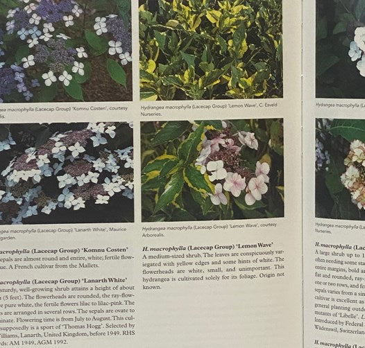 Encylopedia of Hydrangeas