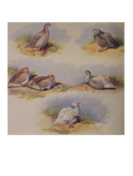 Game Birds and Game Bird Shooting (Popular Edition)