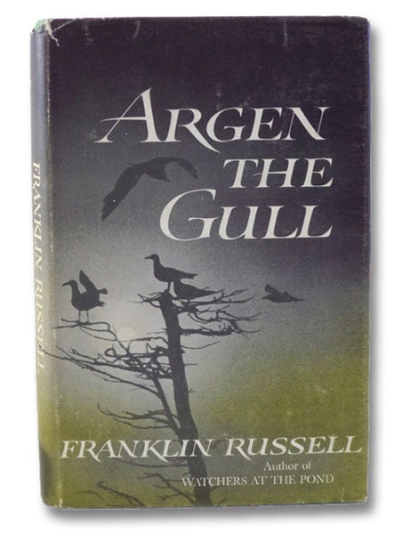 Argen the Gull