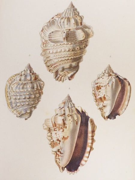 Species General et Iconographie des Coquilles Vivantes, Comprenant la collection du Museum d'Histoire naturelle de Paris, La Collection Lamarck, Celle du Prince Massena, (Appartenant maintenant a M. le baron Benjamin Delessert), et les Decouvertes Recent…