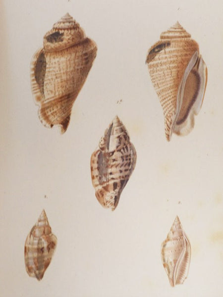 Species General et Iconographie des Coquilles Vivantes, Comprenant la collection du Museum d'Histoire naturelle de Paris, La Collection Lamarck, Celle du Prince Massena, (Appartenant maintenant a M. le baron Benjamin Delessert), et les Decouvertes Recent…