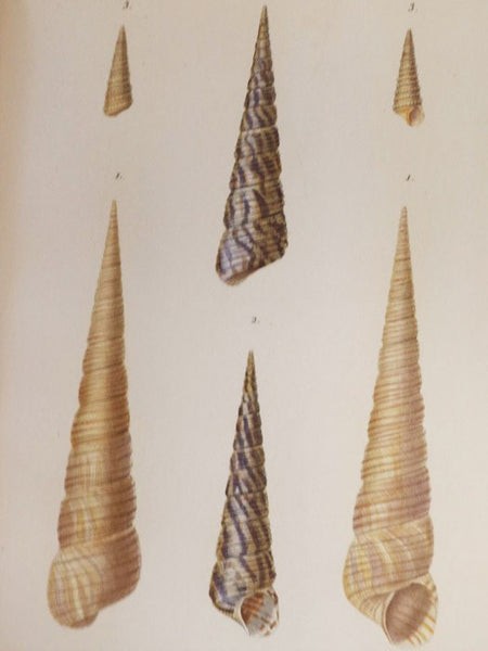 Species General et Iconographie des Coquilles Vivantes, Comprenant la collection du Museum d'Histoire naturelle de Paris, La Collection Lamarck, Celle du Prince Massena, (Appartenant maintenant a M. le baron Benjamin Delessert), et les Decouvertes Recent…