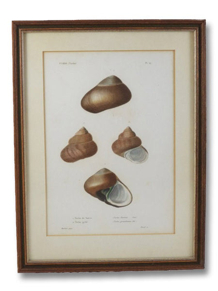 Five Color Natural History Prints Depicting Seashells from the Turbo Genus [Conchology, Sea Shells, Snails, Mollusca, Turbinidae]