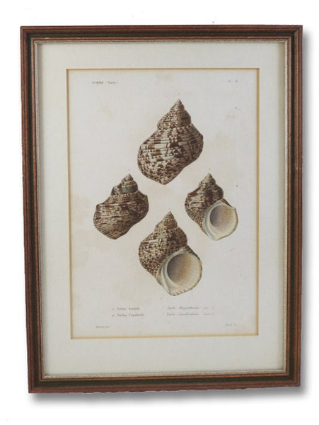 Five Color Natural History Prints Depicting Seashells from the Turbo Genus [Conchology, Sea Shells, Snails, Mollusca, Turbinidae]