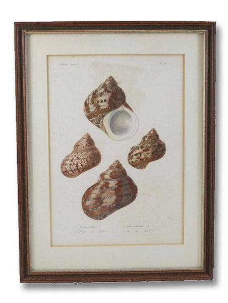 Five Color Natural History Prints Depicting Seashells from the Turbo Genus [Conchology, Sea Shells, Snails, Mollusca, Turbinidae]