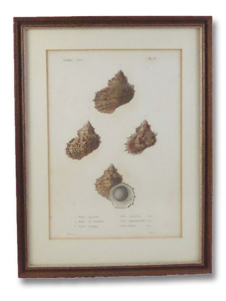Five Color Natural History Prints Depicting Seashells from the Turbo Genus [Conchology, Sea Shells, Snails, Mollusca, Turbinidae]