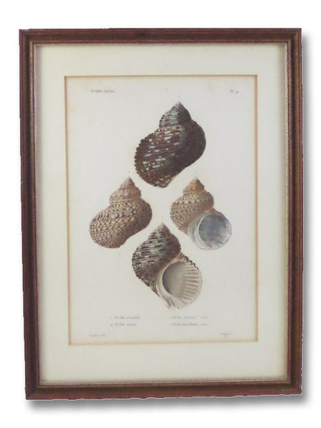 Five Color Natural History Prints Depicting Seashells from the Turbo Genus [Conchology, Sea Shells, Snails, Mollusca, Turbinidae]