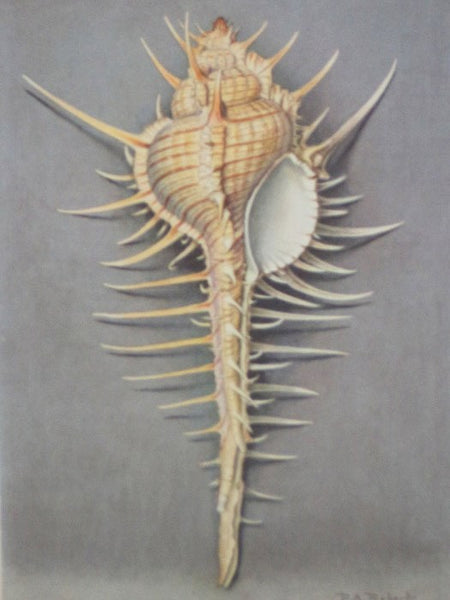 Merveilles de la Mer Coquillages: Reproductions d'Aquarelles - 15 Planches (Souvenir du Musee Oceanographique de Monaco)
