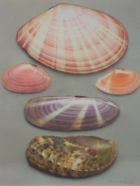 Merveilles de la Mer Coquillages: Reproductions d'Aquarelles - 15 Planches (Souvenir du Musee Oceanographique de Monaco)