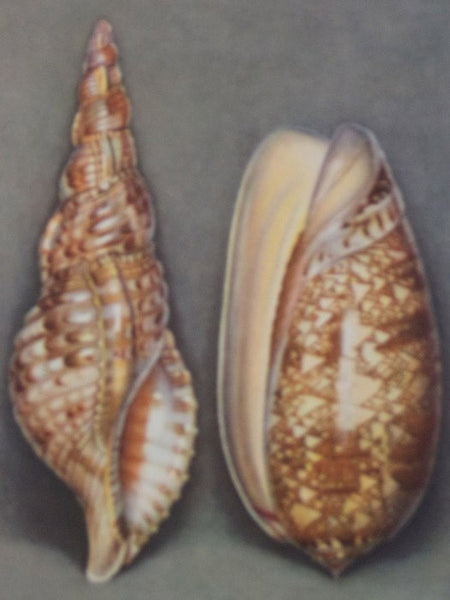 Merveilles de la Mer Coquillages: Reproductions d'Aquarelles - 15 Planches (Souvenir du Musee Oceanographique de Monaco)