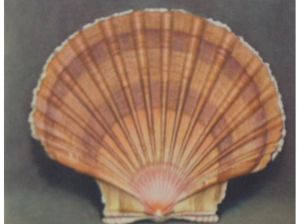 Merveilles de la Mer Coquillages: Reproductions d'Aquarelles - 15 Planches (Souvenir du Musee Oceanographique de Monaco)