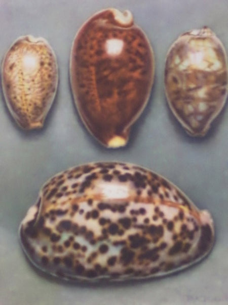 Merveilles de la Mer Coquillages: Reproductions d'Aquarelles - 15 Planches (Souvenir du Musee Oceanographique de Monaco)