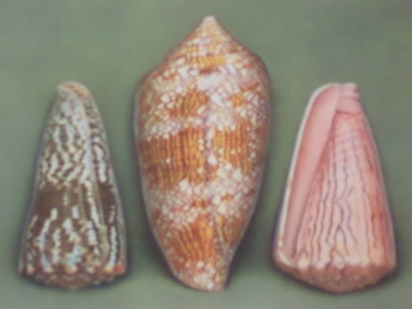 Merveilles de la Mer Coquillages: Reproductions d'Aquarelles - 15 Planches (Souvenir du Musee Oceanographique de Monaco)