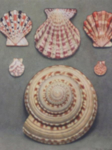 Merveilles de la Mer Coquillages: Reproductions d'Aquarelles - 15 Planches (Souvenir du Musee Oceanographique de Monaco)