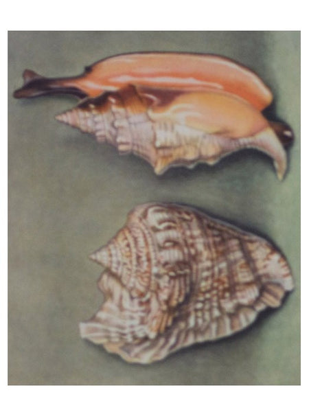 Merveilles de la Mer Coquillages: Reproductions d'Aquarelles - 15 Planches (Souvenir du Musee Oceanographique de Monaco)