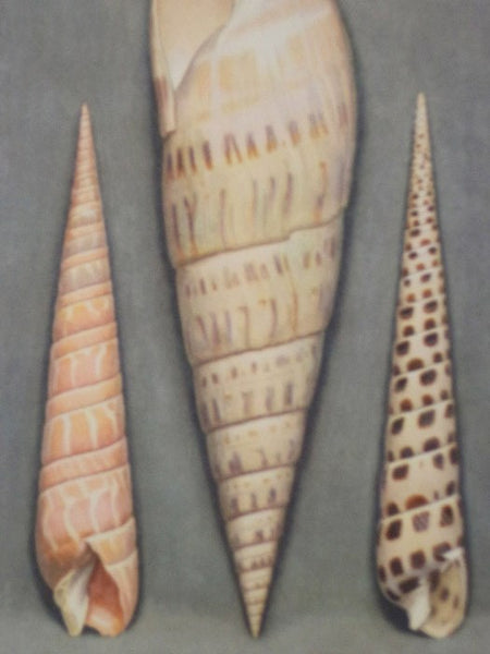 Merveilles de la Mer Coquillages: Reproductions d'Aquarelles - 15 Planches (Souvenir du Musee Oceanographique de Monaco)