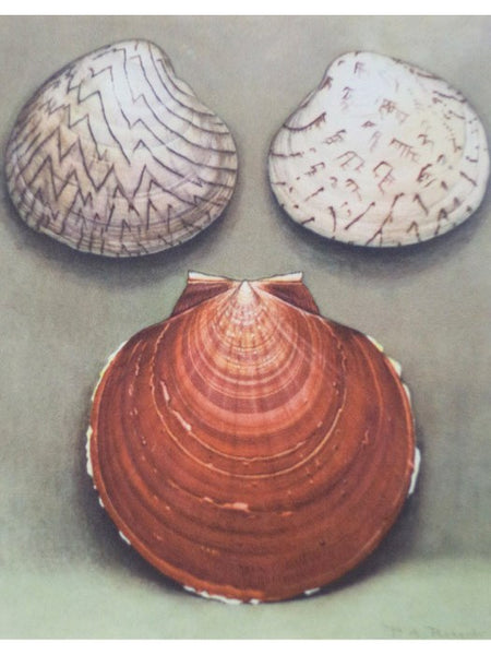 Merveilles de la Mer Coquillages: Reproductions d'Aquarelles - 15 Planches (Souvenir du Musee Oceanographique de Monaco)