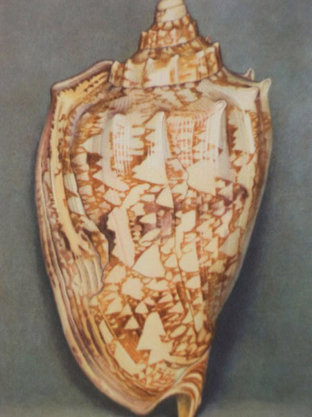 Merveilles de la Mer Coquillages: Reproductions d'Aquarelles - 15 Planches (Souvenir du Musee Oceanographique de Monaco)