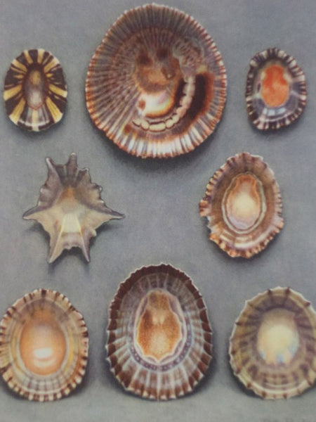 Merveilles de la Mer Coquillages: Reproductions d'Aquarelles - 15 Planches (Souvenir du Musee Oceanographique de Monaco)