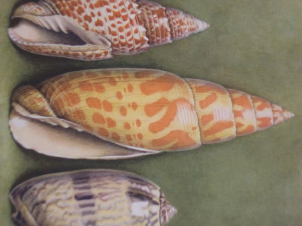 Merveilles de la Mer Coquillages: Reproductions d'Aquarelles - 15 Planches (Souvenir du Musee Oceanographique de Monaco)