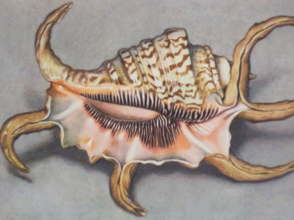 Merveilles de la Mer Coquillages: Reproductions d'Aquarelles - 15 Planches (Souvenir du Musee Oceanographique de Monaco)