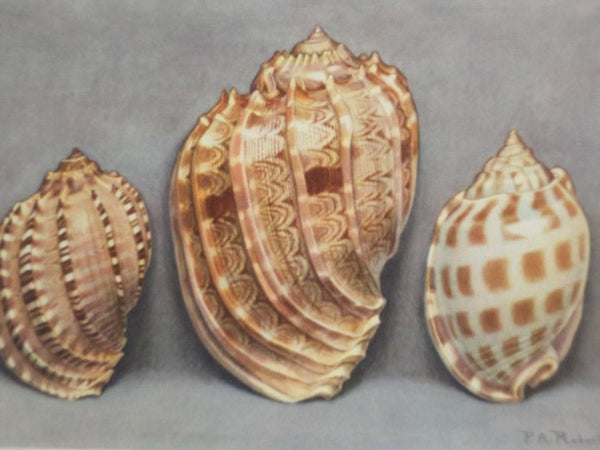 Merveilles de la Mer Coquillages: Reproductions d'Aquarelles - 15 Planches (Souvenir du Musee Oceanographique de Monaco)
