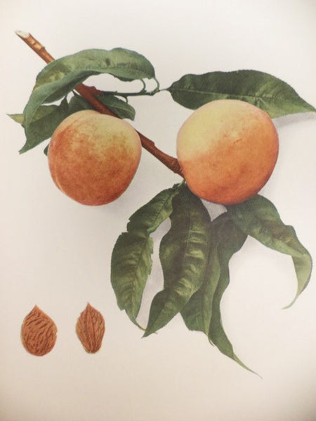The Peaches of New York (Report of the New York Agricultural Experiment Station for the Year 1916, Volume II) (State of New York - Department of Agriculture Twenty-Fourth Annual Report, Vol. 2, Part II)