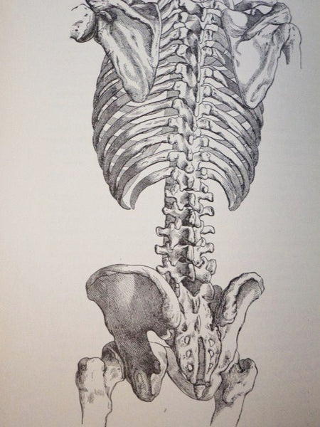History and Bibliography of Anatomic Illustration in its Relation to Anatomic Science and the Graphic Arts, with a Biographical Sketch of the Translator and Two Additional Sections