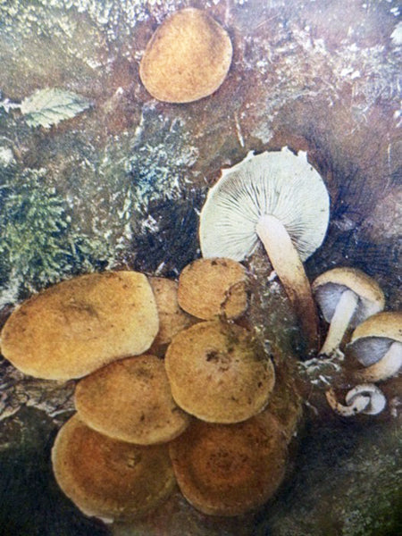 The Mushroom Book: A Popular Guide to the Identification and Study of Our Commoner Fungi, with Special Emphasis on the Edible Varieties