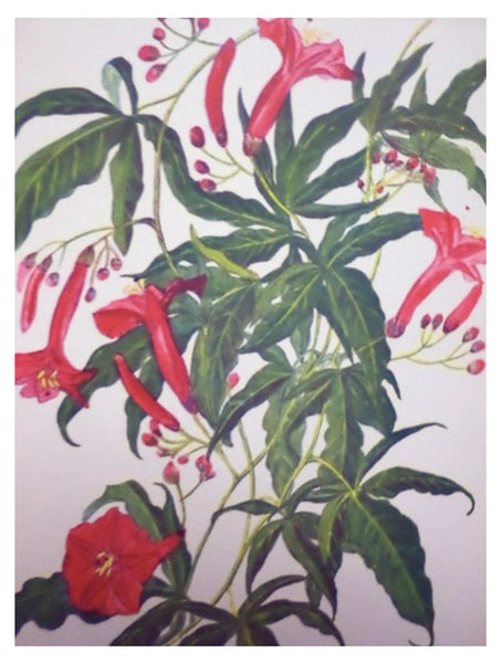 Flowers of Hawaii