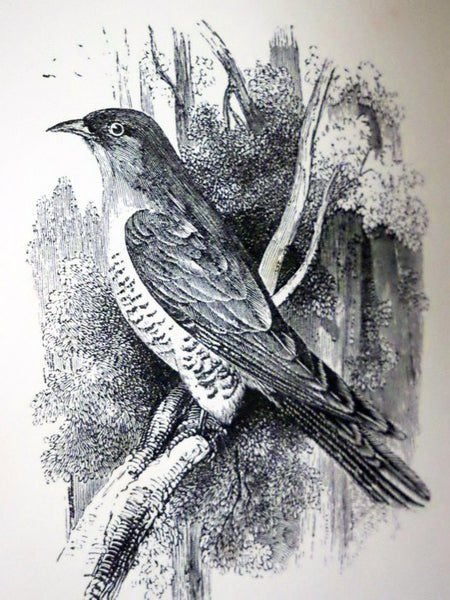 The Natural History of Selborne; with Observations on Various Parts of Nature; and The Naturalist's Calendar