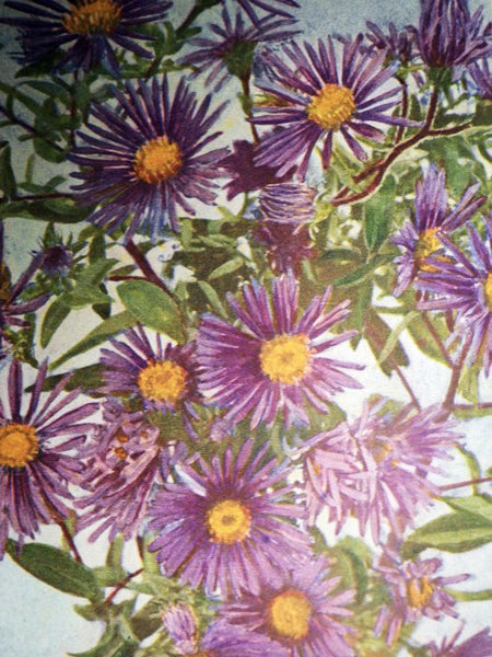 The Nature Calendar: Wild Flowers