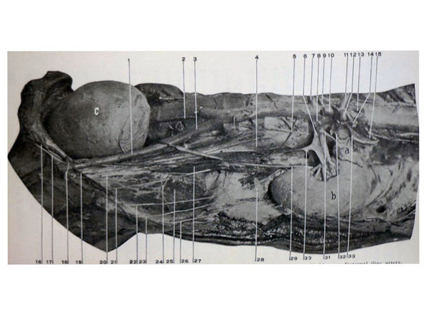 A Manual of Anatomy
