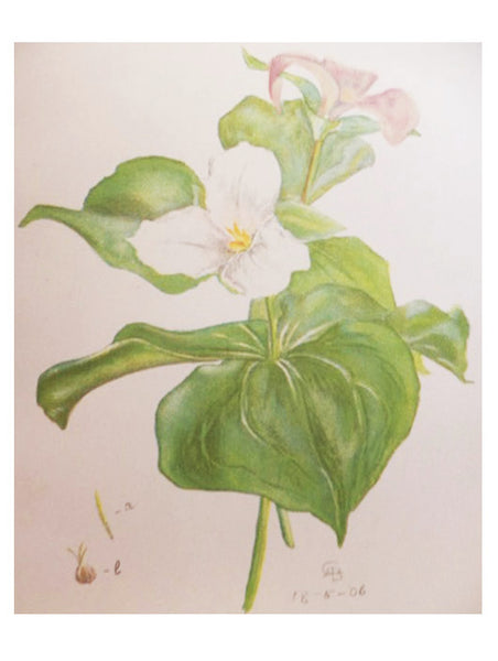 Lilies and Orchids: A Series of Drawings in Color of Some of the Most Interesting and Beautiful Species of These Families Together with Descriptive Text