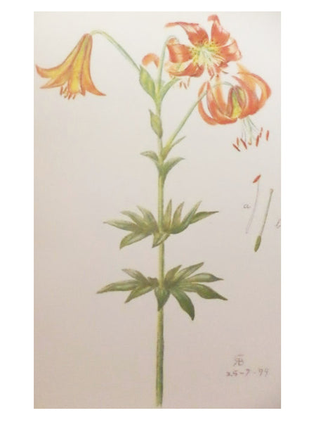 Lilies and Orchids: A Series of Drawings in Color of Some of the Most Interesting and Beautiful Species of These Families Together with Descriptive Text